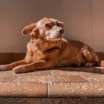 Agrate Brianza - Agrate Brianza