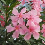 Alba Adriatica - Alba Adriatica