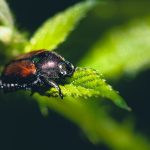 Albano Vercellese - Albano Vercellese