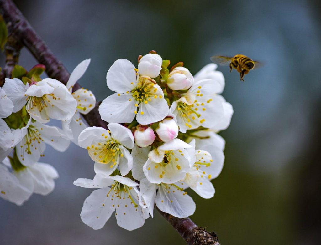 Ascoli Piceno - Ascoli Piceno