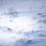 Barisciano - Barisciano