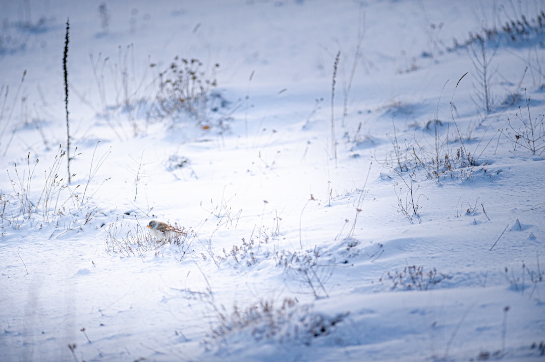 Barisciano - Barisciano