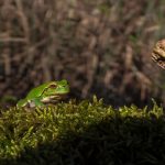 Bereguardo - Bereguardo