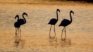 Birdwatching (Delta del Po, Valli da pesca) -