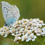 Brallo di Pregola - Brallo di Pregola