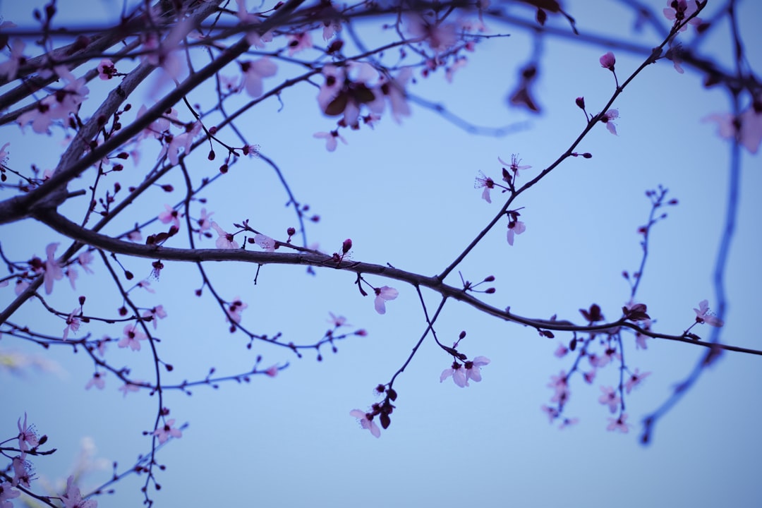 Caltanissetta - Caltanissetta