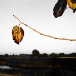 Camisano Vicentino - Camisano Vicentino