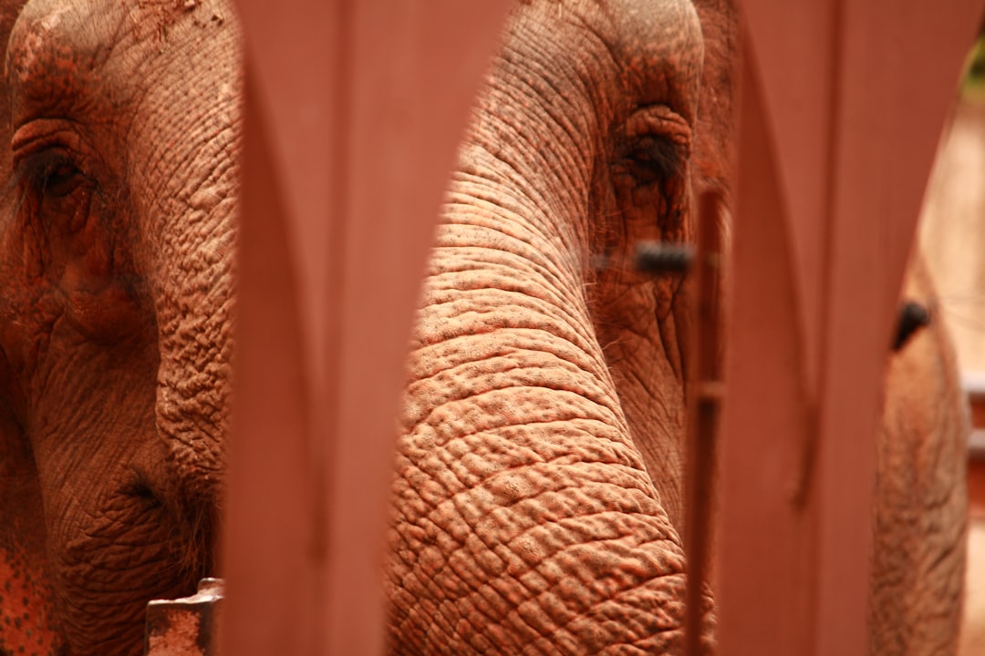 Carnevale di Mamoiada (Mamuthones e Issohadores) -