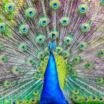 Cassano d'Adda - Cassano d'Adda