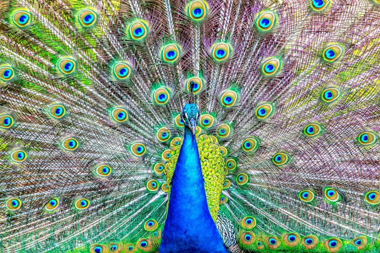 Cassano d'Adda - Cassano d'Adda