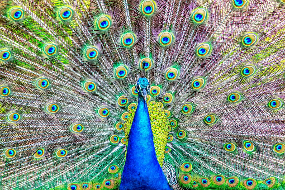 Cassano d'Adda - Cassano d'Adda