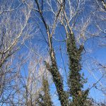 Castellarano - Castellarano