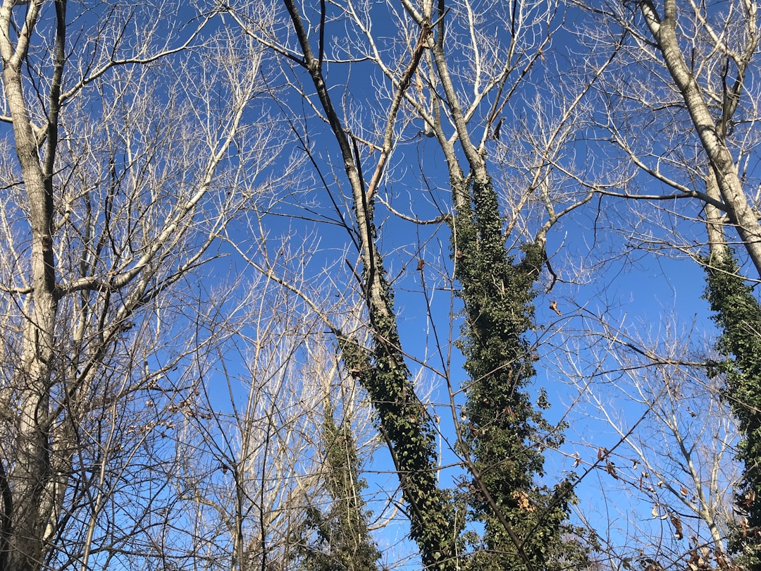 Castellarano - Castellarano