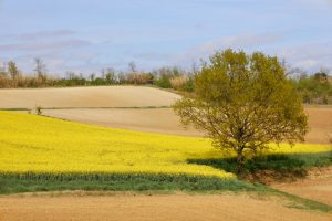 Castelletto Monferrato - Castelletto Monferrato