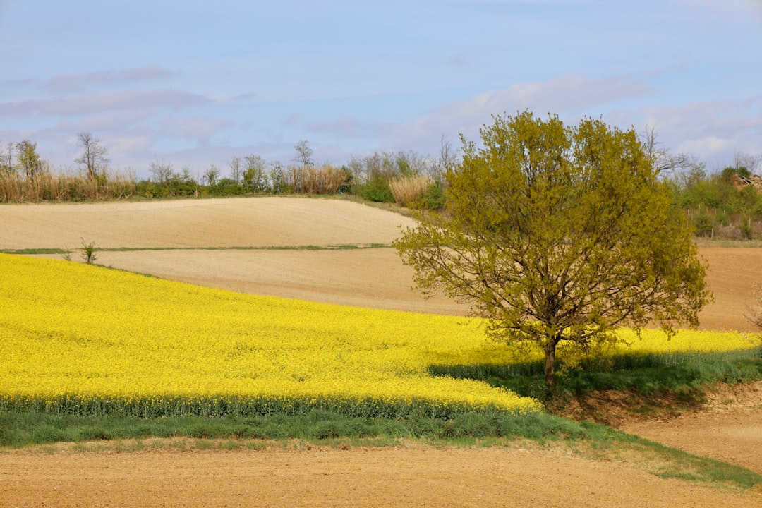 Castelletto Monferrato - Castelletto Monferrato