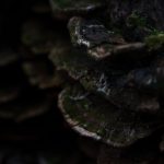 Castelnuovo - Castelnuovo