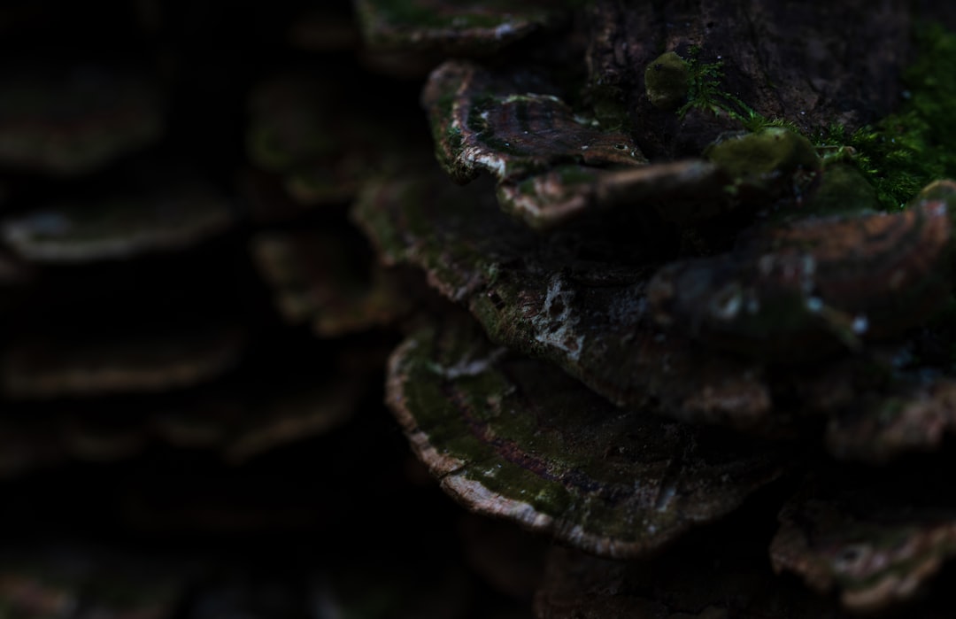 Castelnuovo - Castelnuovo