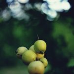 Ciliegia di Marostica IGP - Vicenza - Ciliegia di Marostica IGP - Vicenza