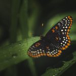 Comune di Licodia Eubea -