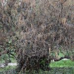 Comune di San Gavino Monreale -