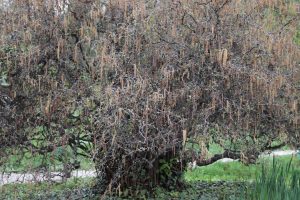 Comune di San Gavino Monreale -