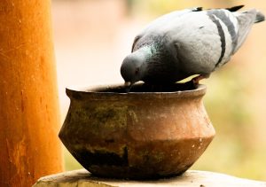 Dove assaggiare la 'nduja a Spilinga: guida agli antichi norcini. - Dove assaggiare la 'nduja a Spilinga: guida agli antichi norcini.