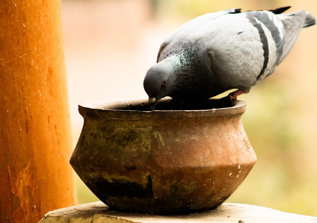 Dove assaggiare la 'nduja a Spilinga: guida agli antichi norcini. - Dove assaggiare la 'nduja a Spilinga: guida agli antichi norcini.