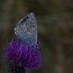 Entracque - Entracque