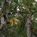 Falconara Albanese - Falconara Albanese