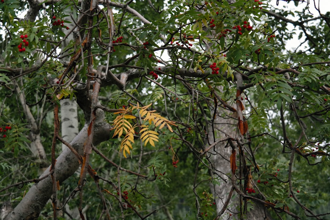 Falconara Albanese - Falconara Albanese