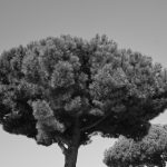 Fano Adriano - Fano Adriano