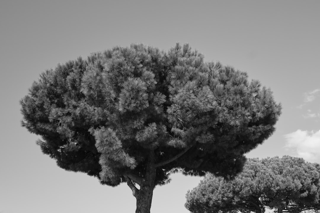 Fano Adriano - Fano Adriano