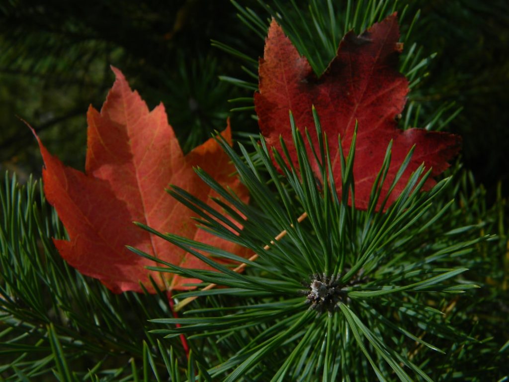 Festa degli Alberi - varie province (21 novembre) - Festa degli Alberi - varie province (21 novembre)