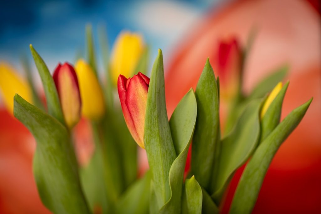 Festa del Tulipano - Pordenone (aprile) - Festa del Tulipano - Pordenone (aprile)