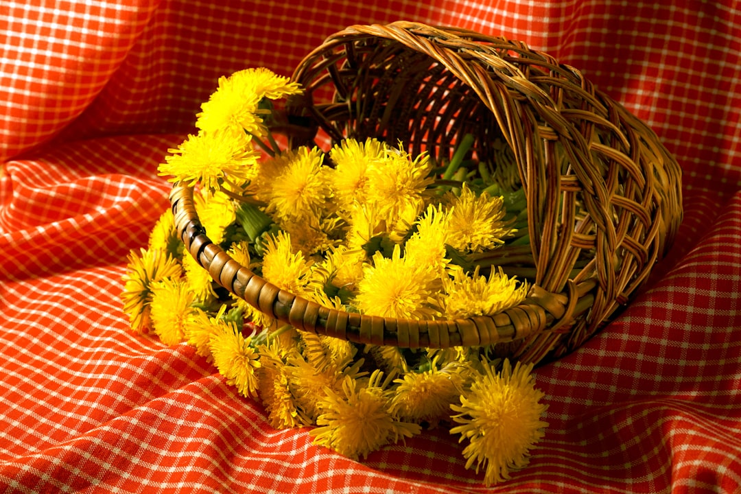 Festa della Calabria - Catanzaro (2 giugno) - Festa della Calabria - Catanzaro (2 giugno)