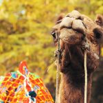 Festa della Camelia - Lucca (marzo) - Festa della Camelia - Lucca (marzo)