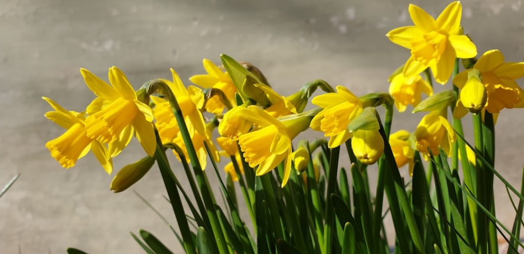 Festa della Primavera - varie province (21 marzo) - Festa della Primavera - varie province (21 marzo)