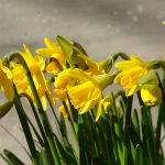 Festa della Primavera - varie province (21 marzo) - Festa della Primavera - varie province (21 marzo)