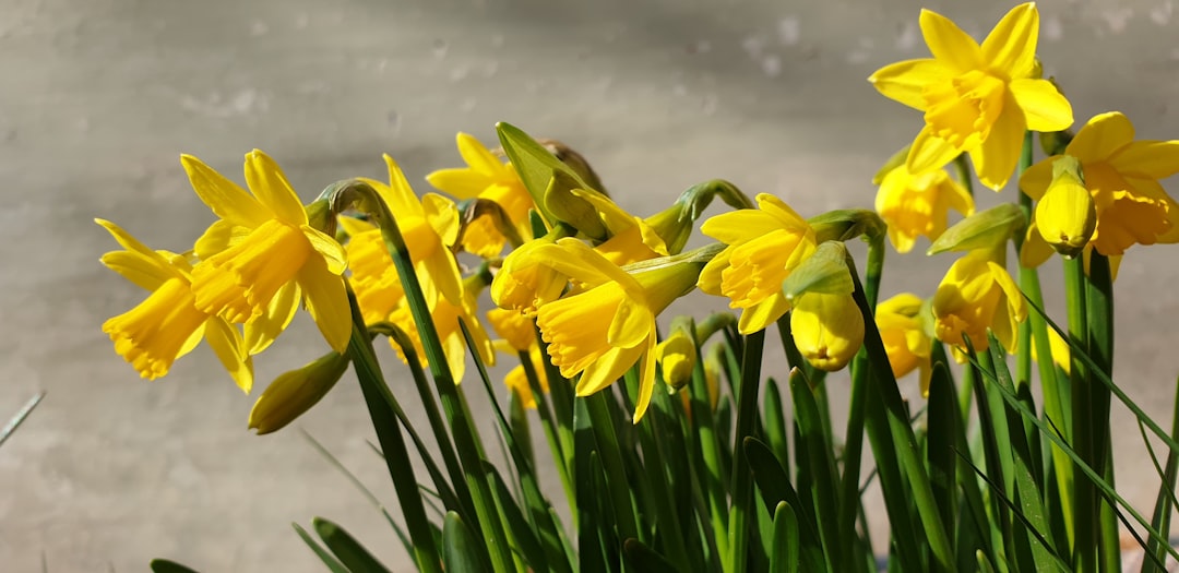 Festa della Primavera - varie province (21 marzo) - Festa della Primavera - varie province (21 marzo)