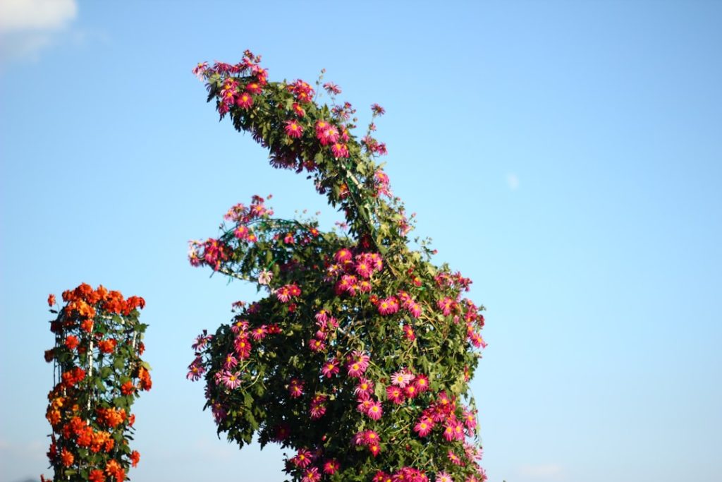 Fioritura di Castelluccio Giugno-Luglio: Orari, Prezzi e Info 2026 -
