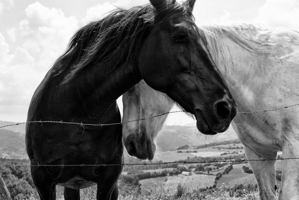 Firenzuola - Firenzuola