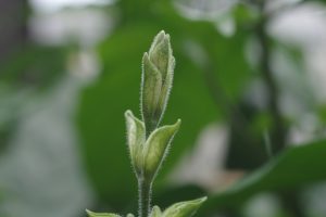 Fontina DOP - Aosta - Fontina DOP - Aosta