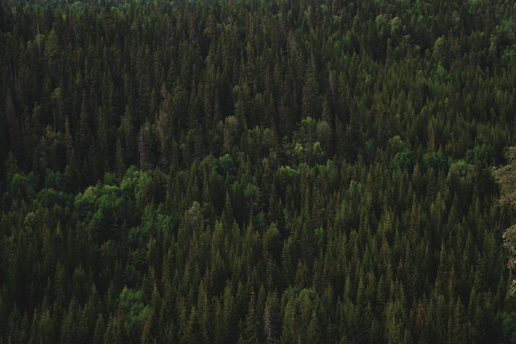 Foresto Sparso - Foresto Sparso