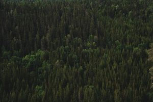 Foresto Sparso - Foresto Sparso