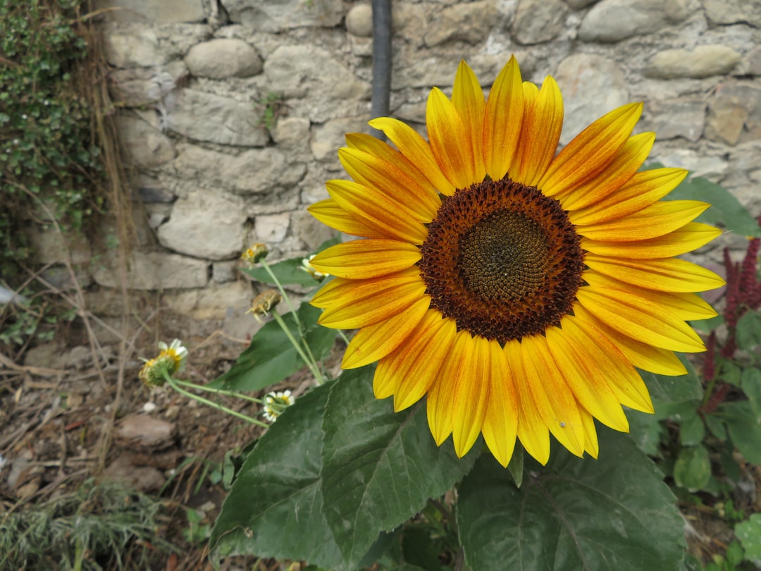 Girasole - Girasole