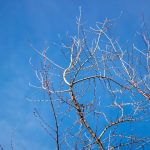 Levico Terme - Levico Terme