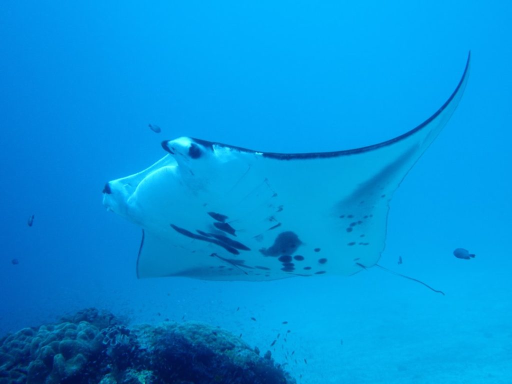 Manta - Manta