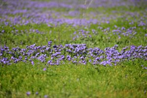 Margarita - Margarita