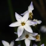 Martellago - Martellago