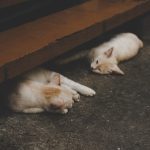 Miagliano - Miagliano